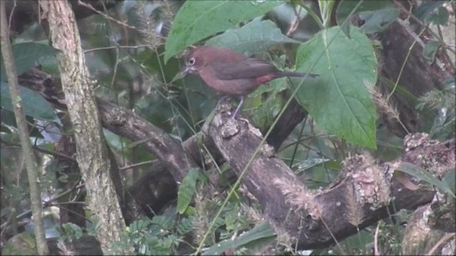 Red-crested Finch - ML221973491