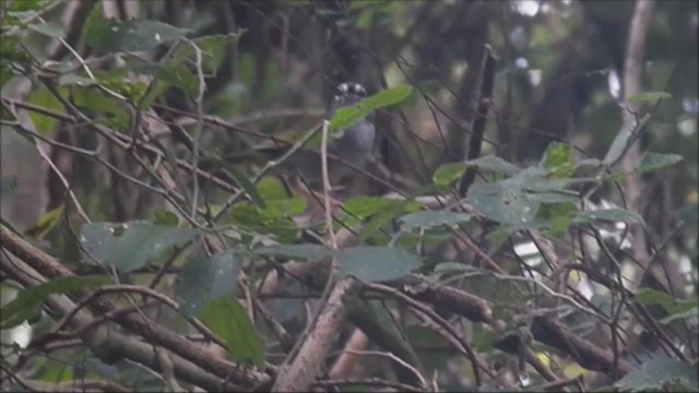 White-browed Warbler - ML221973501