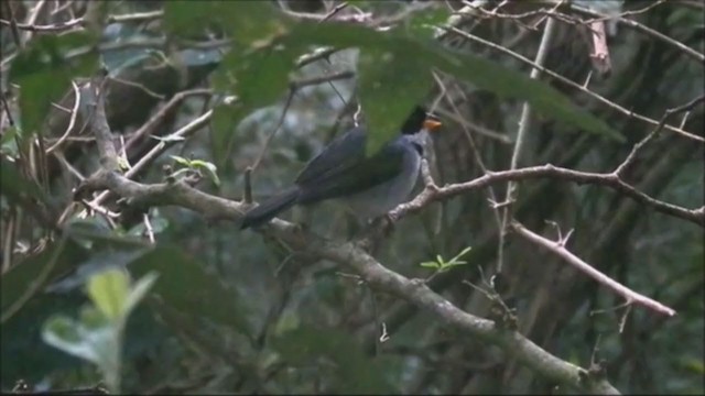 Saffron-billed Sparrow - ML221973561