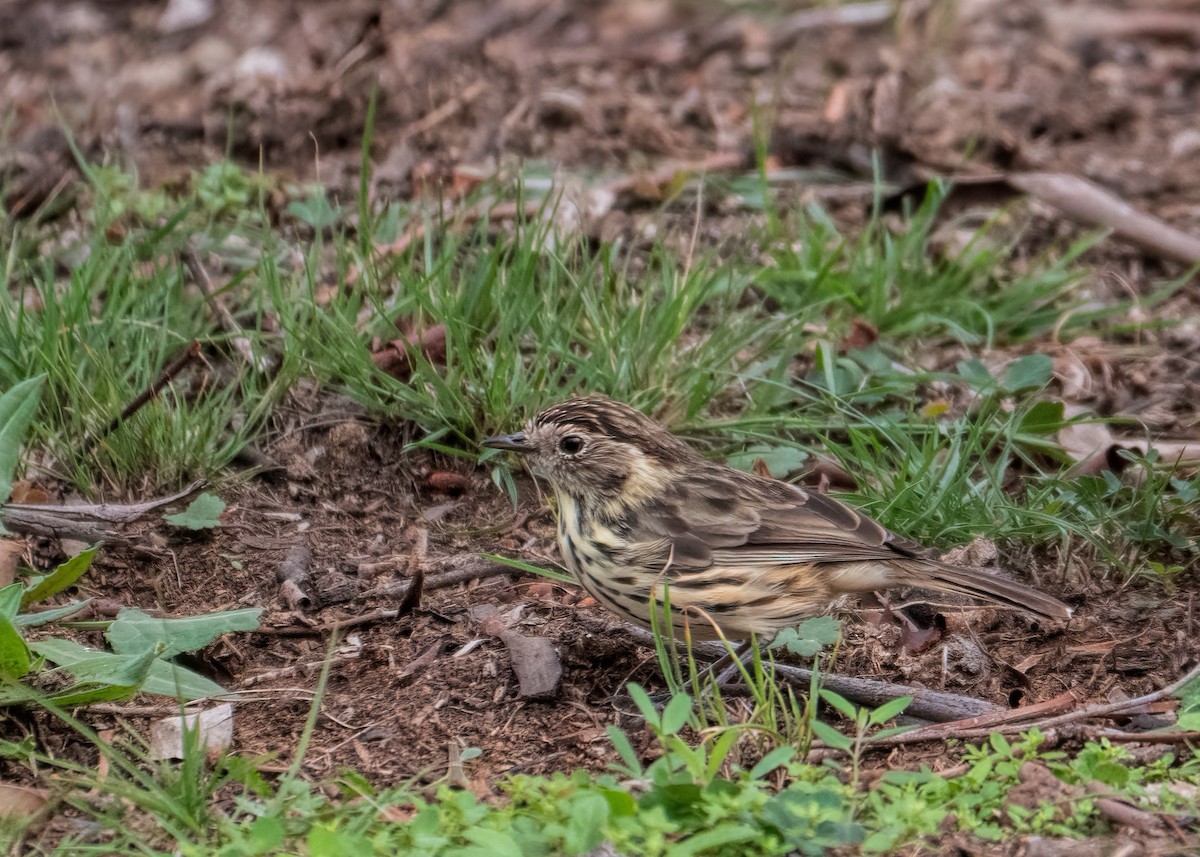 Speckled Warbler - Julie Clark