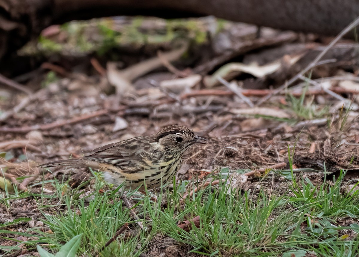 Speckled Warbler - Julie Clark