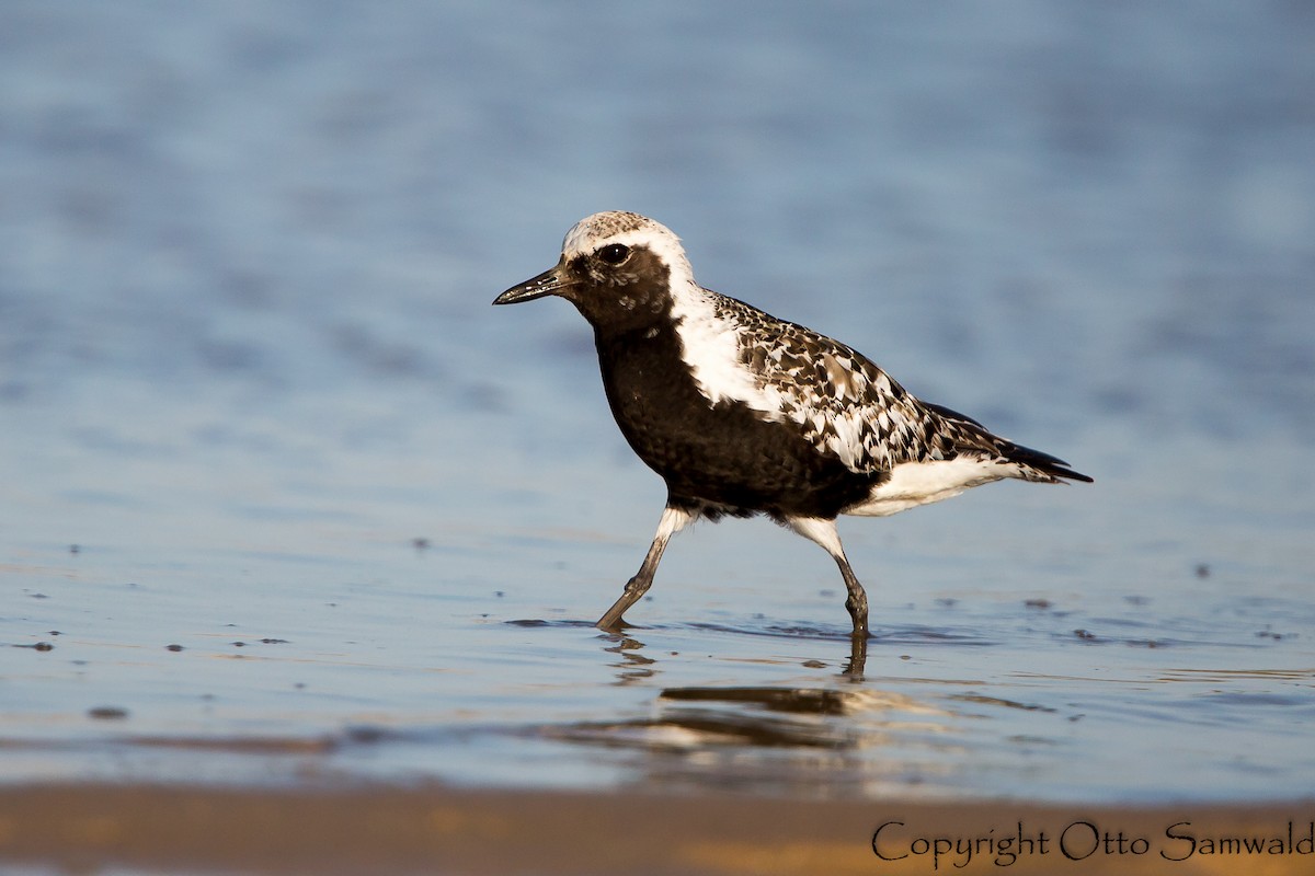 Black-bellied Plover - ML22197501