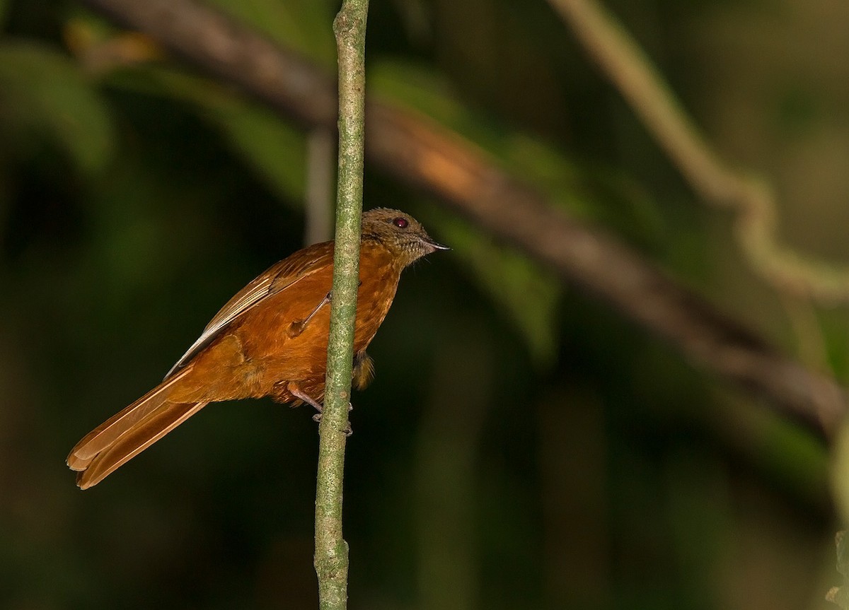 Rufous Flycatcher-Thrush - ML221975311