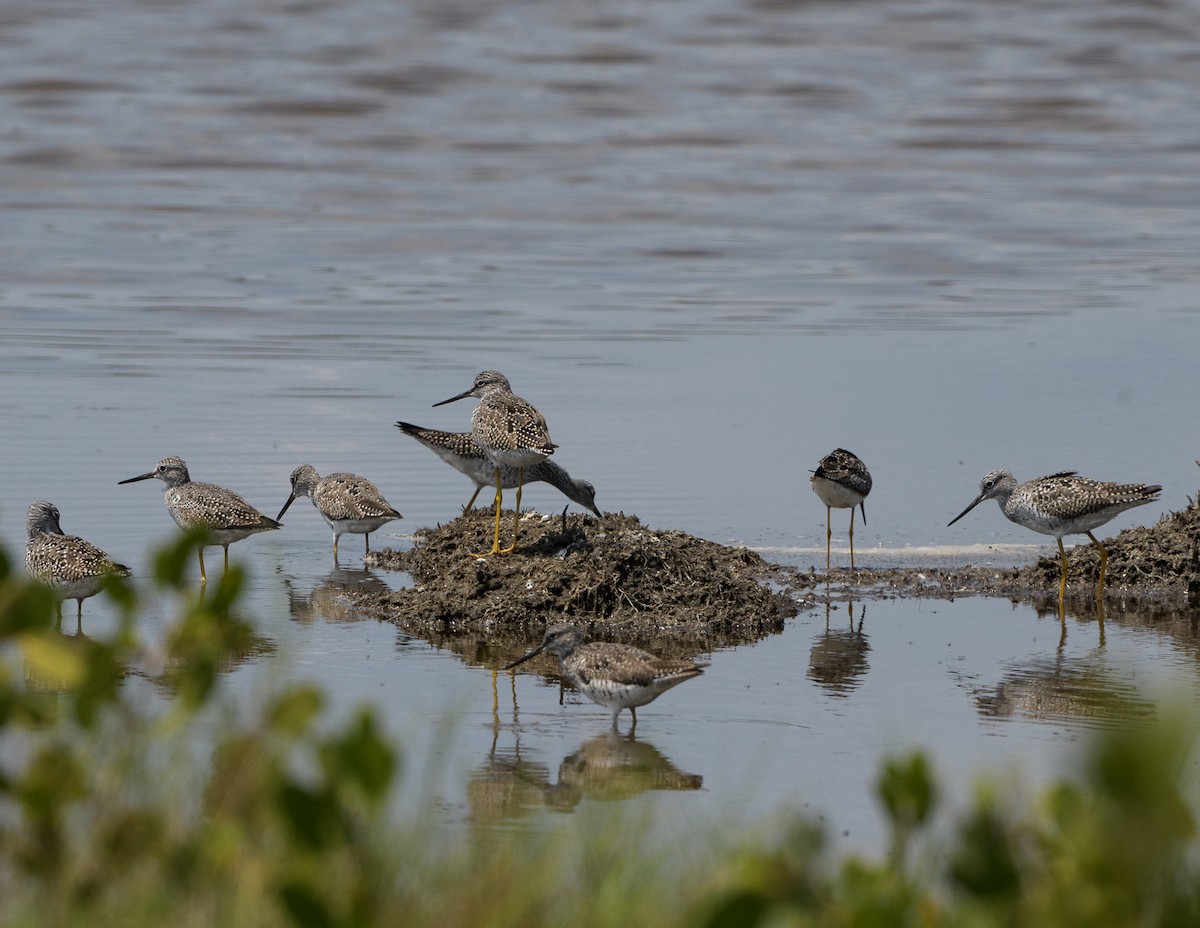 Lesser/Greater Yellowlegs - ML221975681