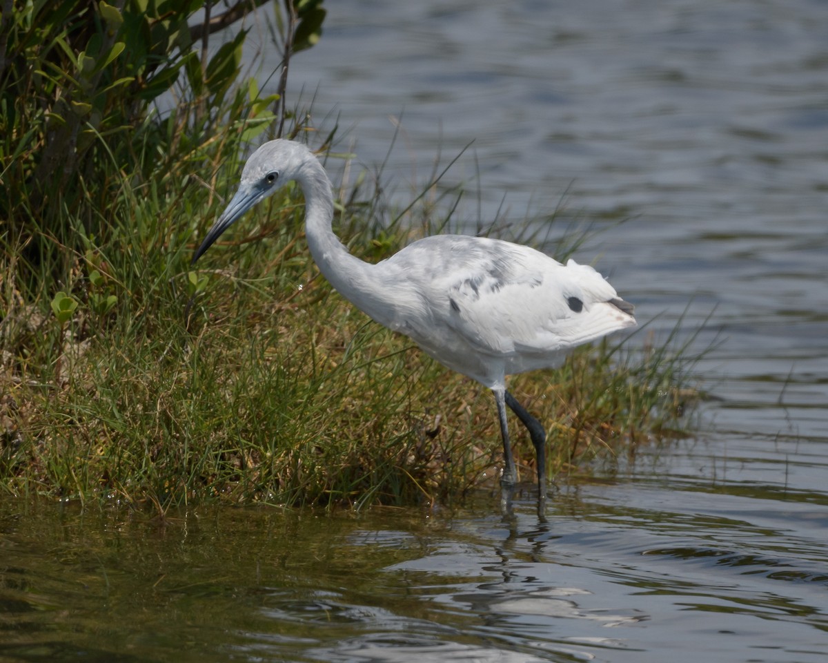 Little Blue Heron - ML221975731