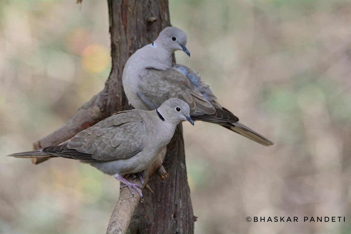 Eurasian Collared-Dove - Bhaskar pandeti