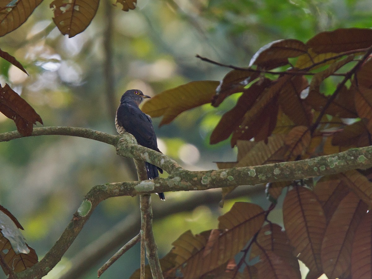 Red-chested Cuckoo - Niall D Perrins