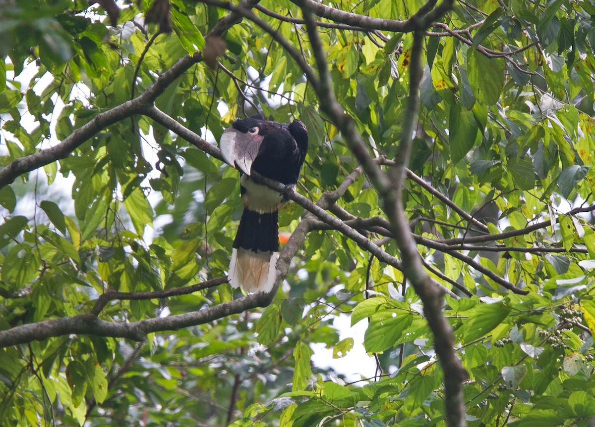 White-thighed Hornbill - ML221976061