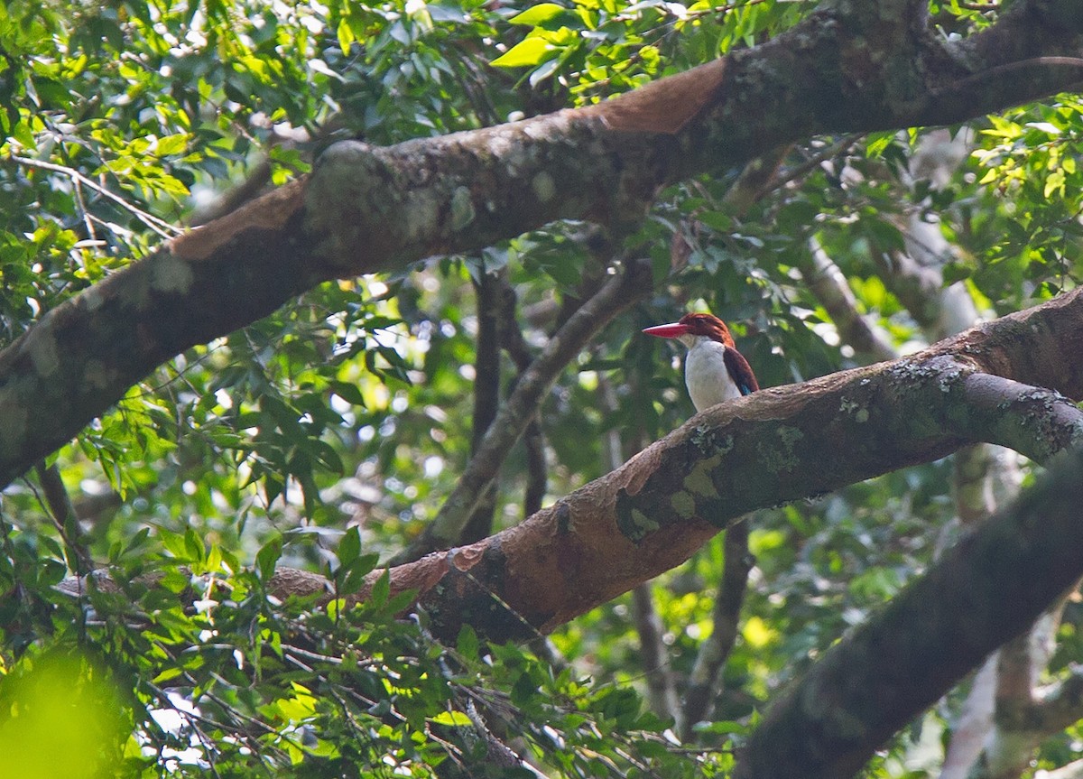 Chocolate-backed Kingfisher - ML221976071