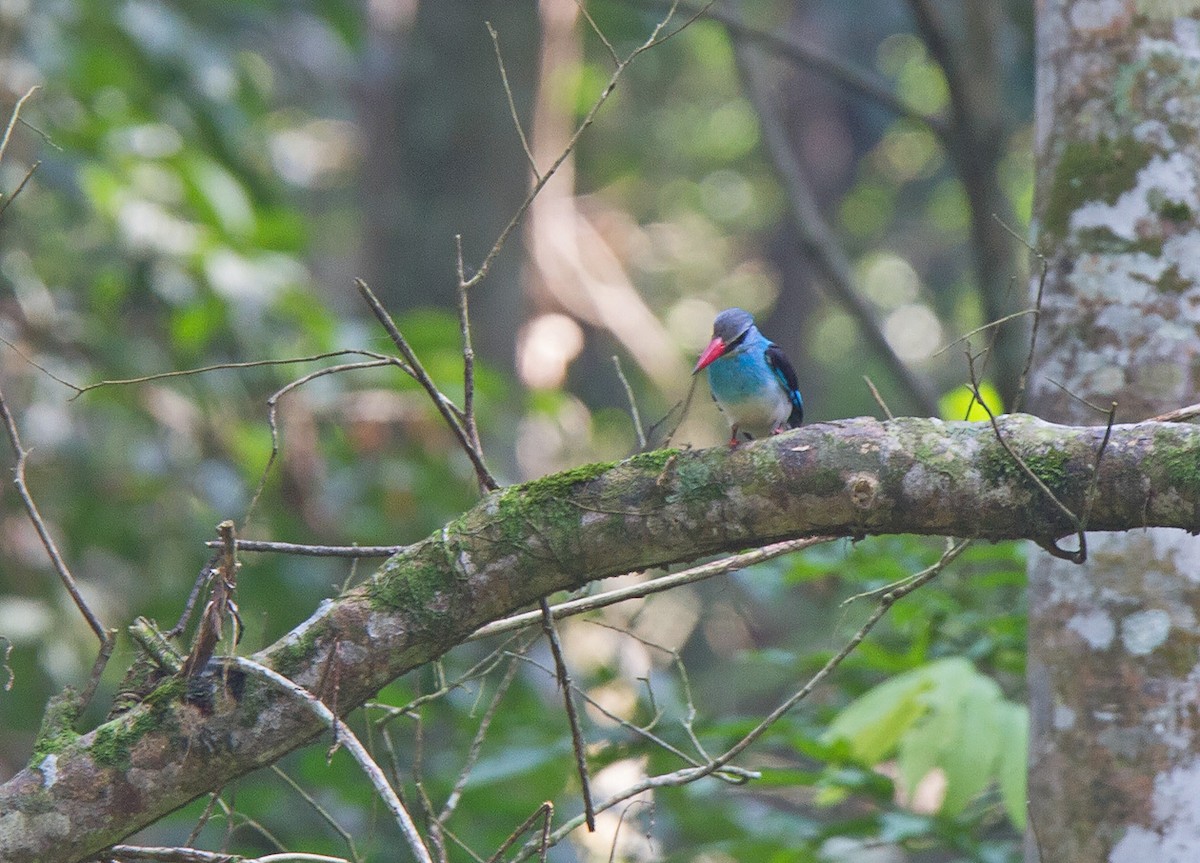 Blue-breasted Kingfisher - Niall D Perrins