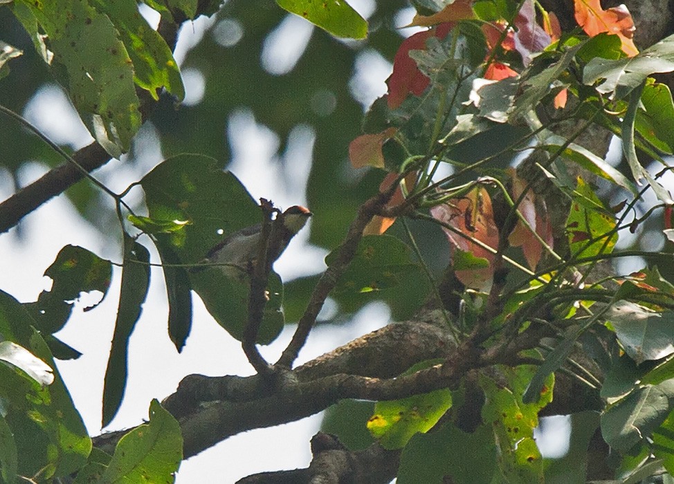 Rufous-crowned Eremomela - ML221976131