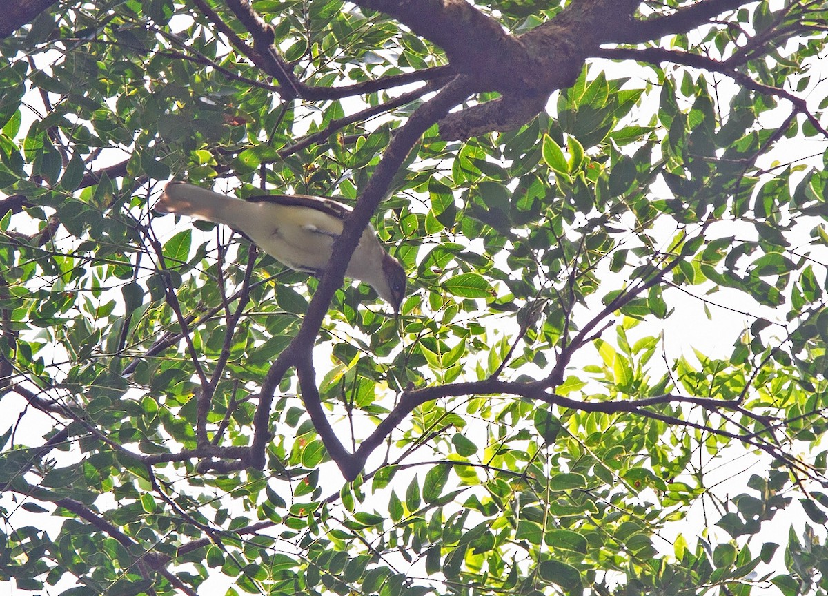 Bulbul tacheté - ML221976141