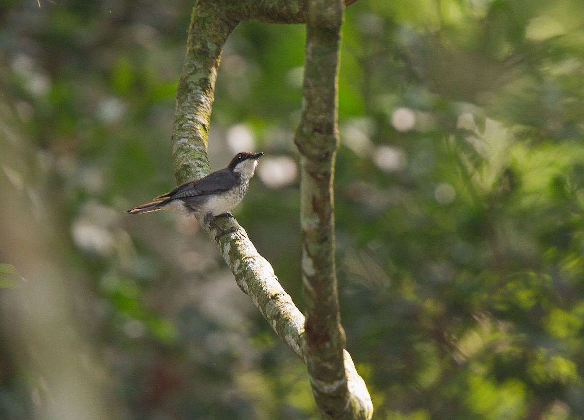 Papamoscas Forestal (ocreata) - ML221976201