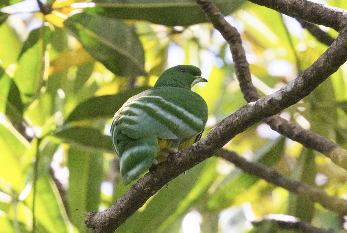 Cloven-feathered Dove - Simon Colenutt