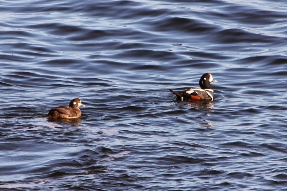 Harlequin Duck - Jody Hartman