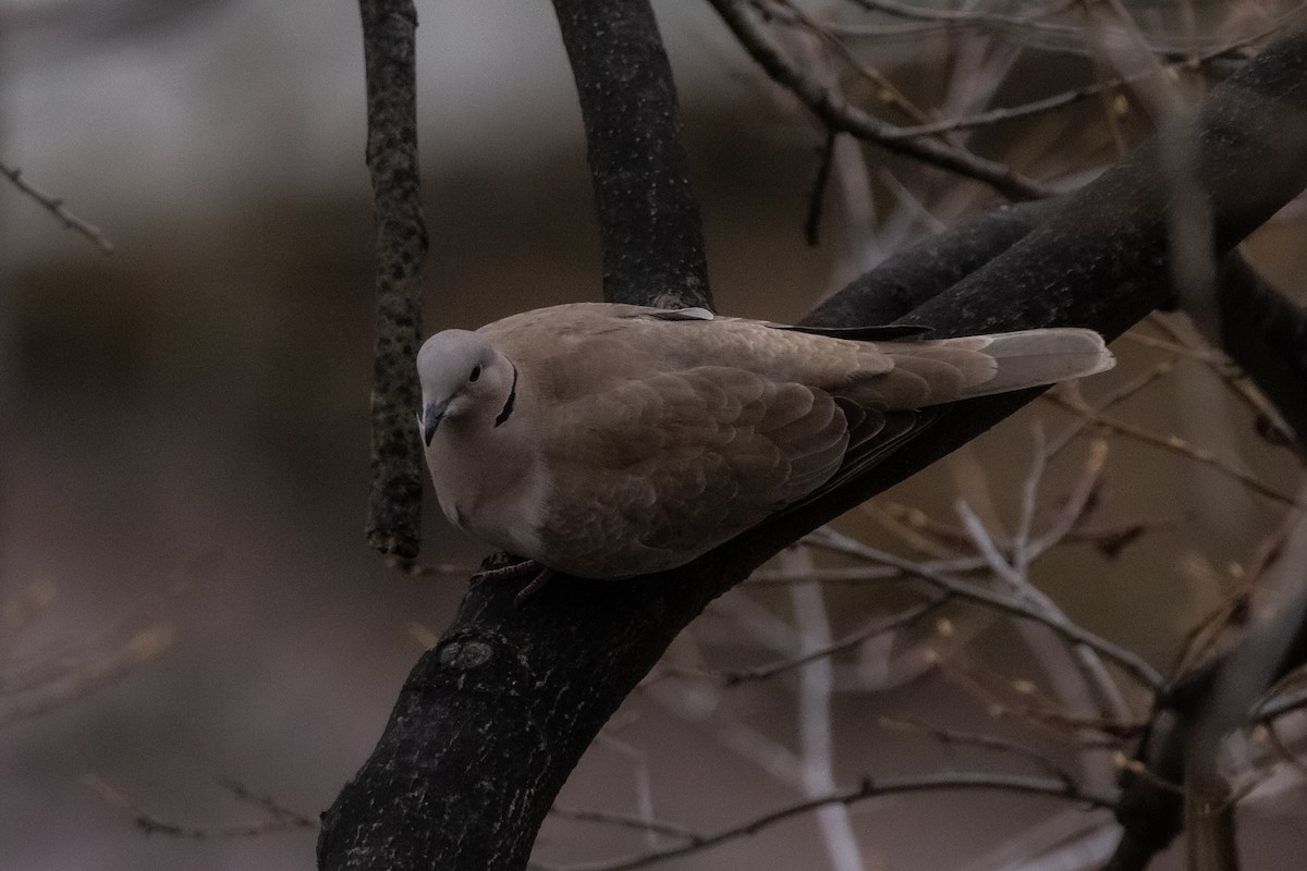 Eurasian Collared-Dove - ML221978731