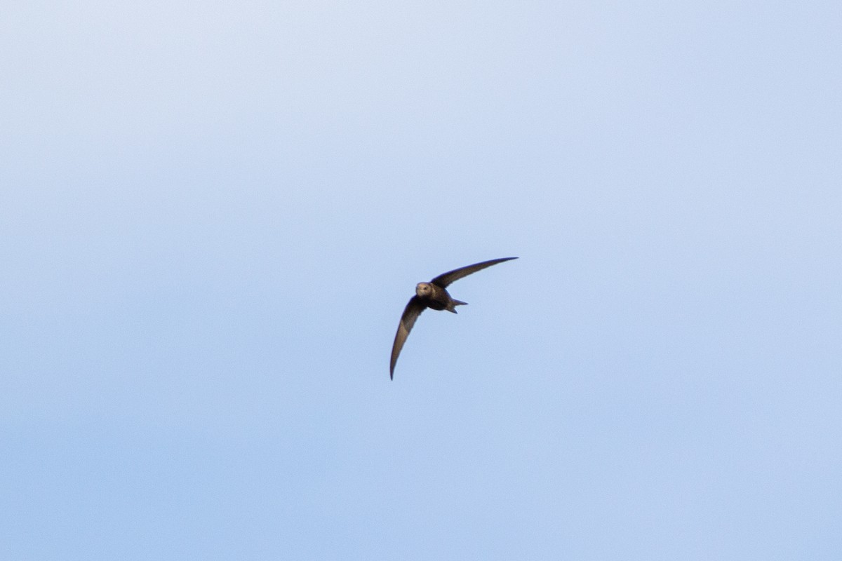 Common Swift - ML221978751