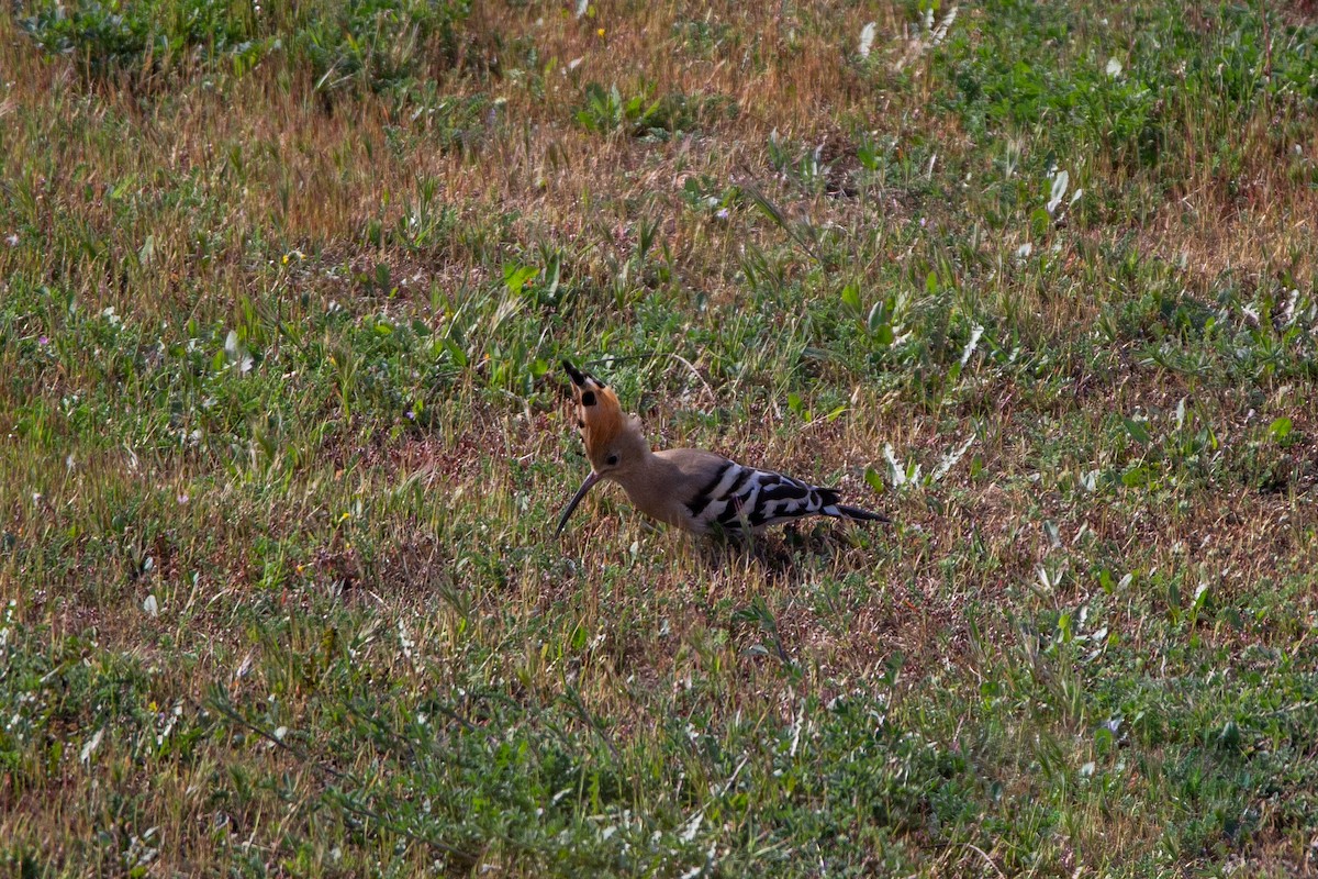 Eurasian Hoopoe - ML221978811