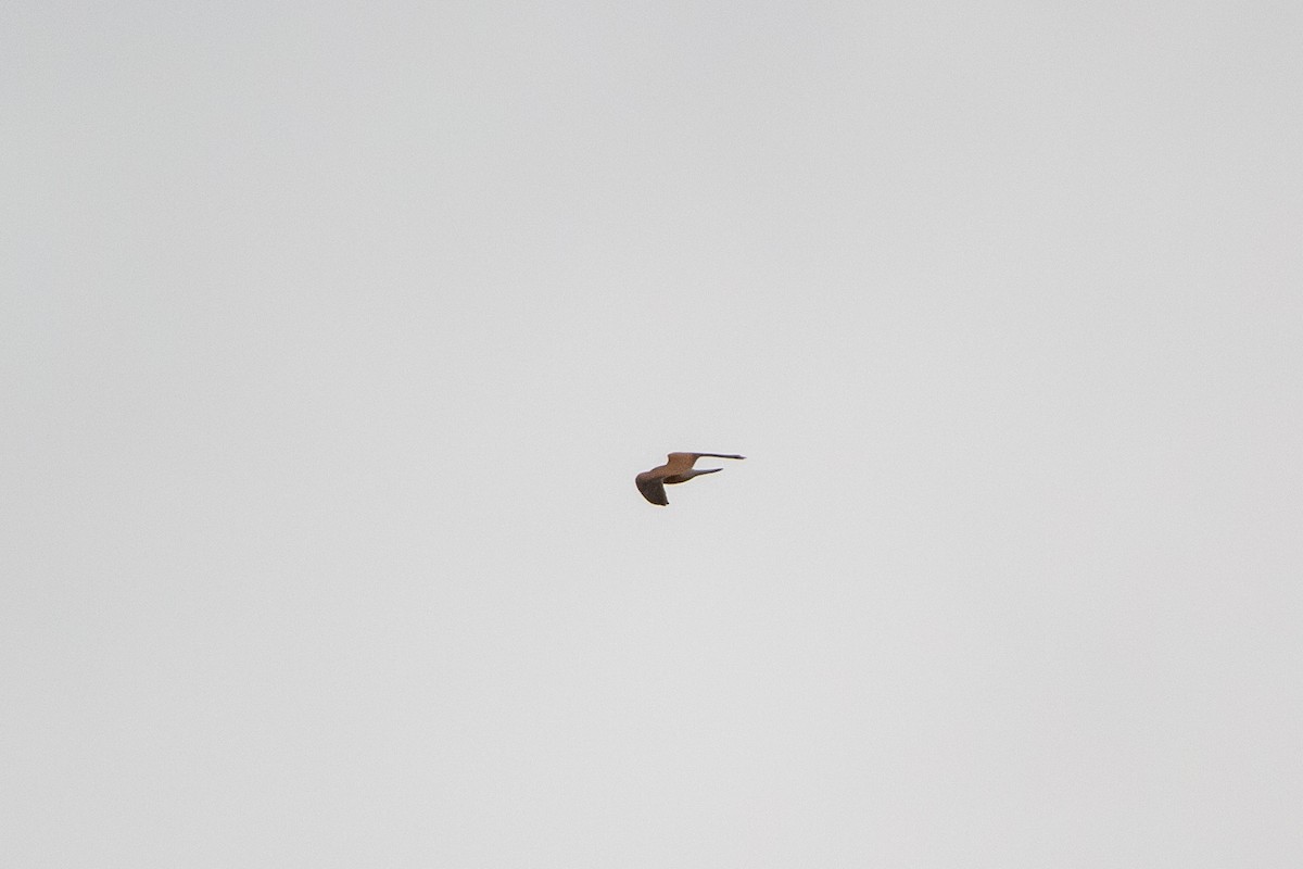 Eurasian Kestrel - ML221978821