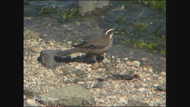 Dark-bellied Cinclodes - ML221979011