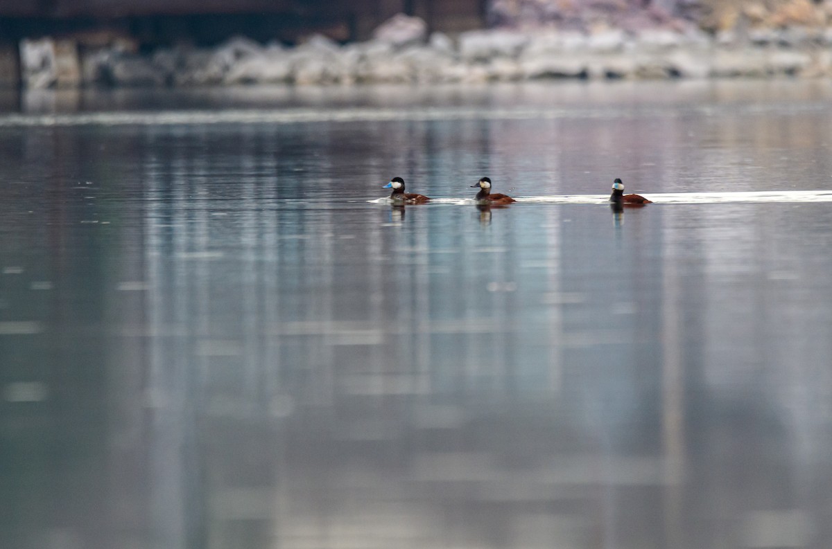 Ruddy Duck - Cynthia Carlson