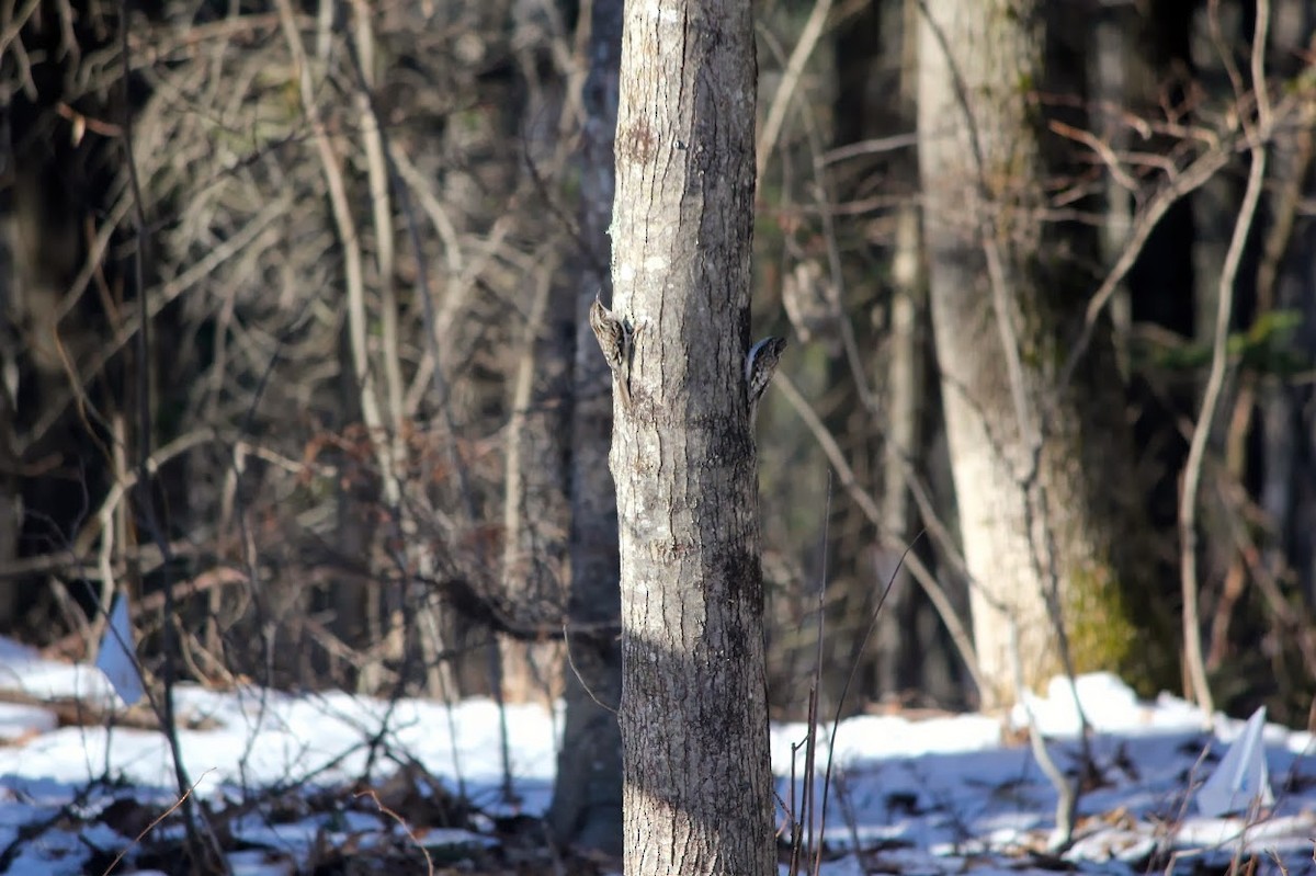 Brown Creeper - ML22197941