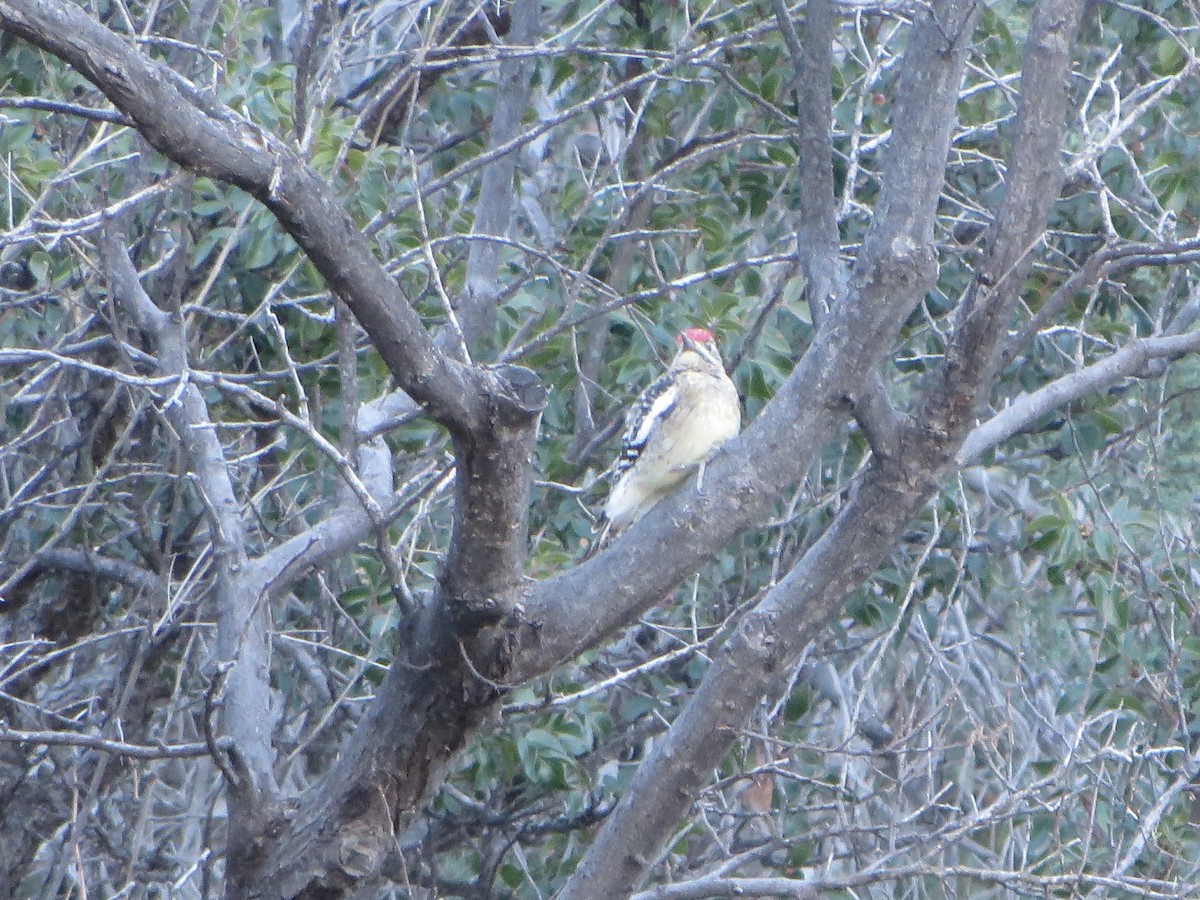 Yellow-bellied Sapsucker - ML221980301