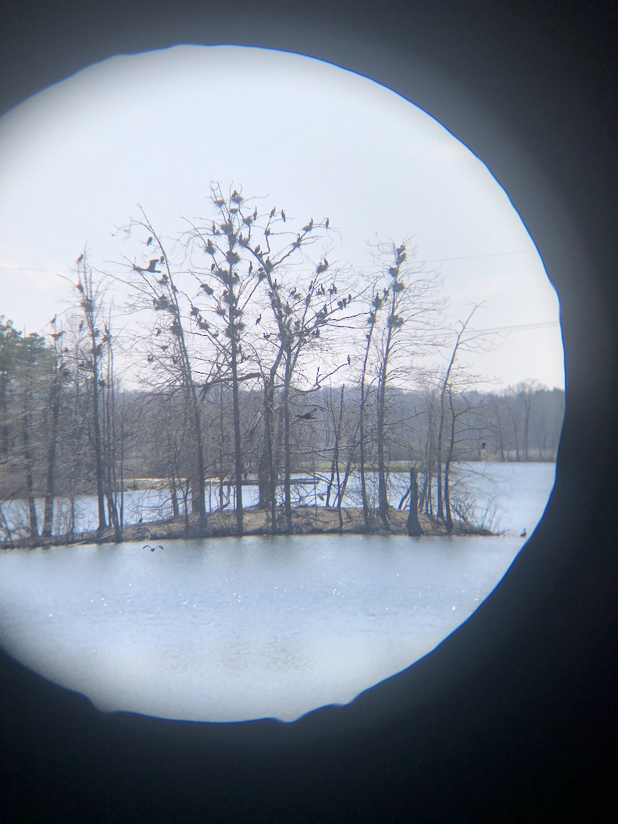 Double-crested Cormorant - ML221980561