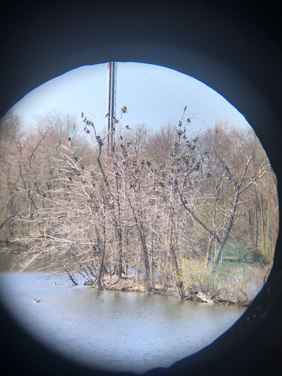 Double-crested Cormorant - ML221980571