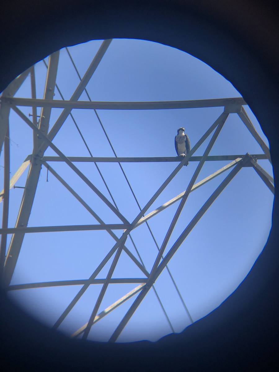 魚鷹 - ML221980591