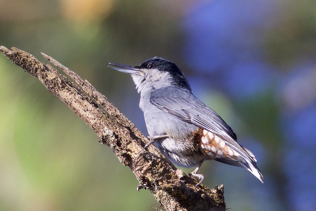 Giant Nuthatch - ML221980981