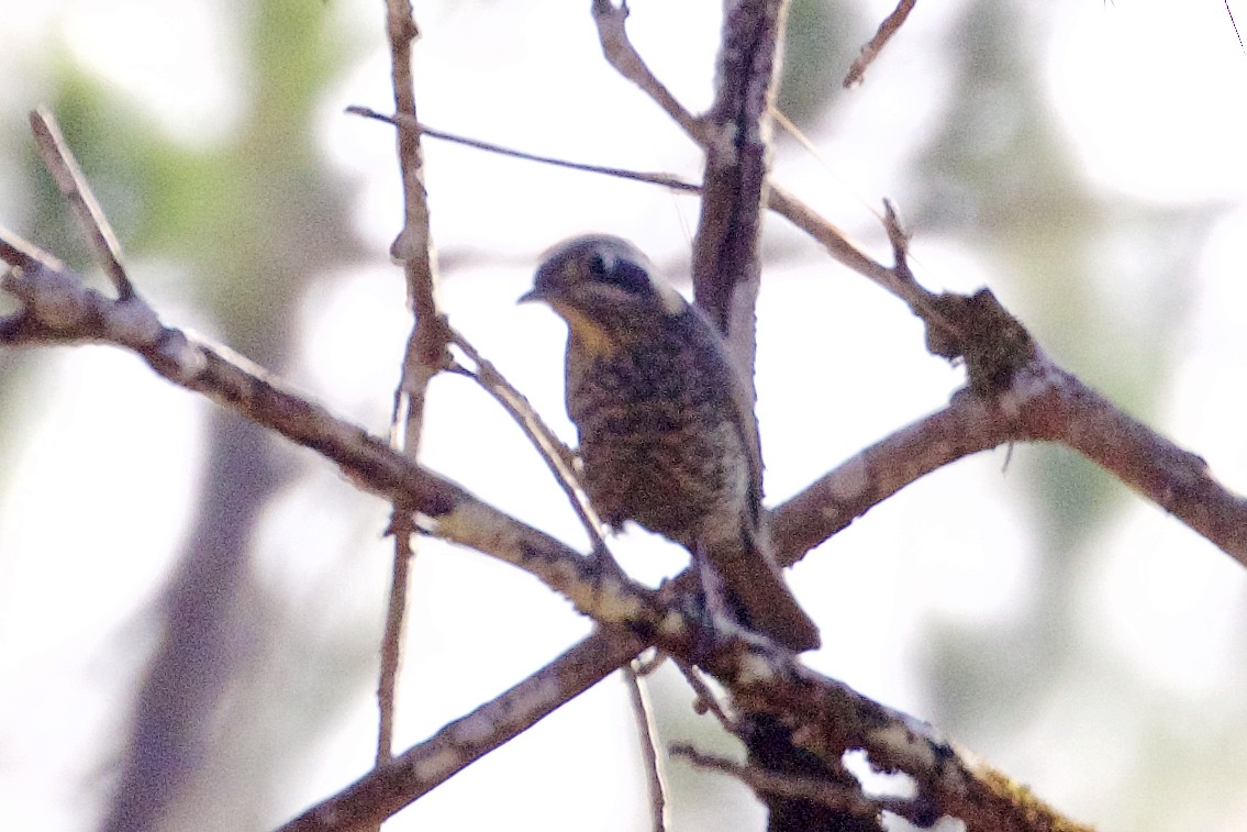 Chestnut-bellied Rock-Thrush - ML221981231