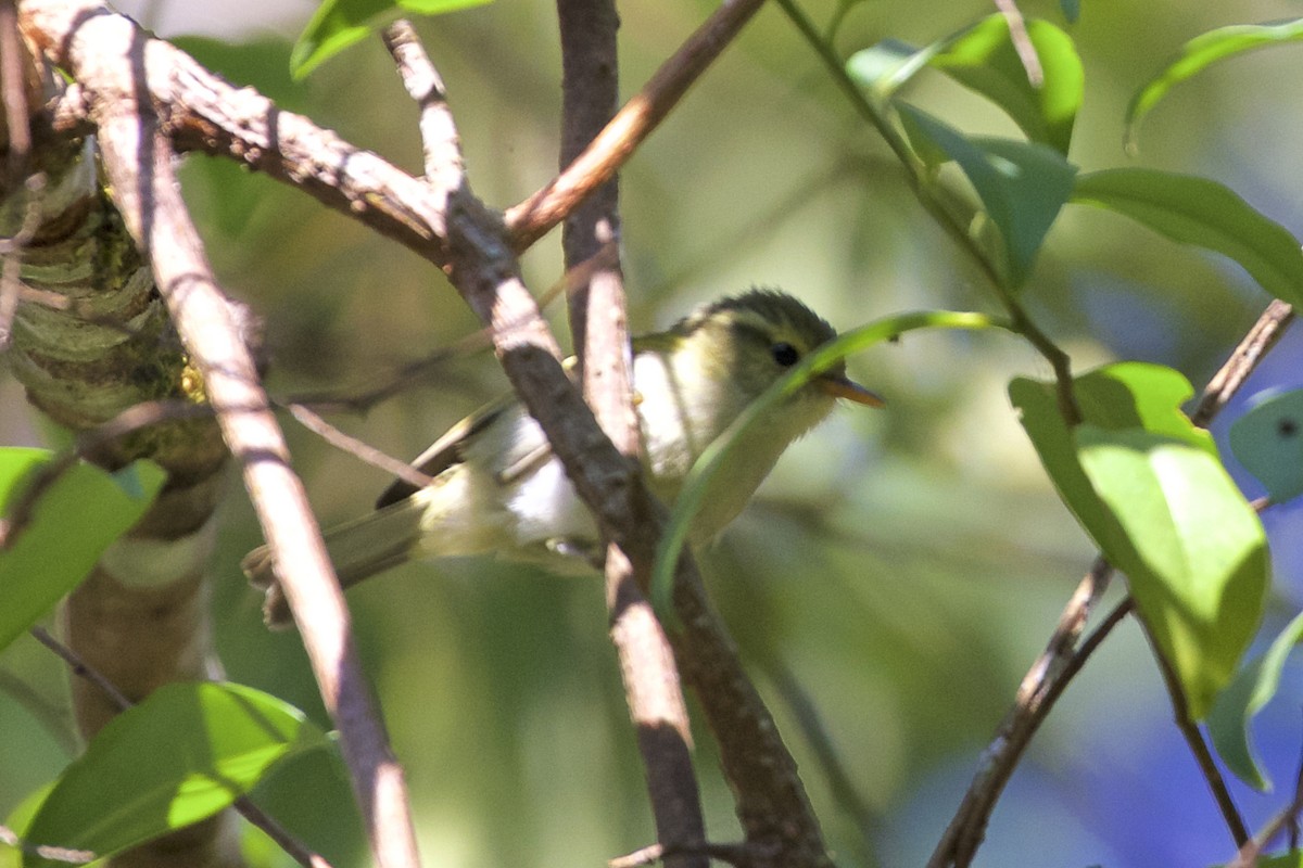 Davison's Leaf Warbler - ML221982001