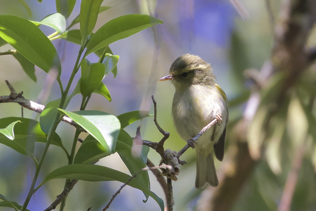 Davison's Leaf Warbler - ML221982011