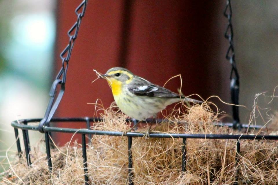 Blackburnian Warbler - ML22198281