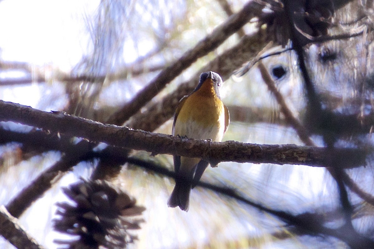 Slaty-backed Flycatcher - ML221983121