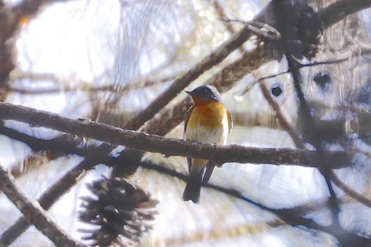 Slaty-backed Flycatcher - ML221983541