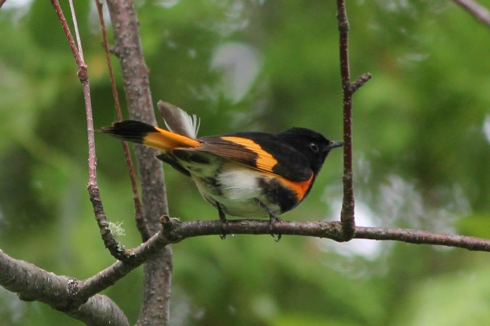 American Redstart - ML22198361