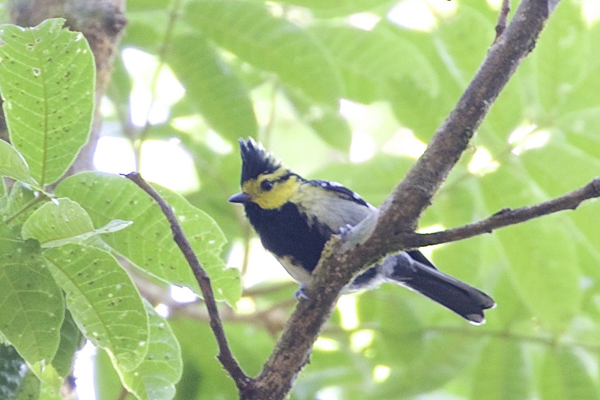 Yellow-cheeked Tit - ML221983791