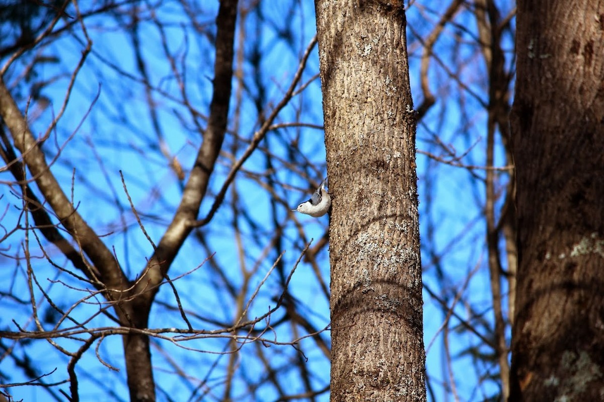 White-breasted Nuthatch - ML22198391