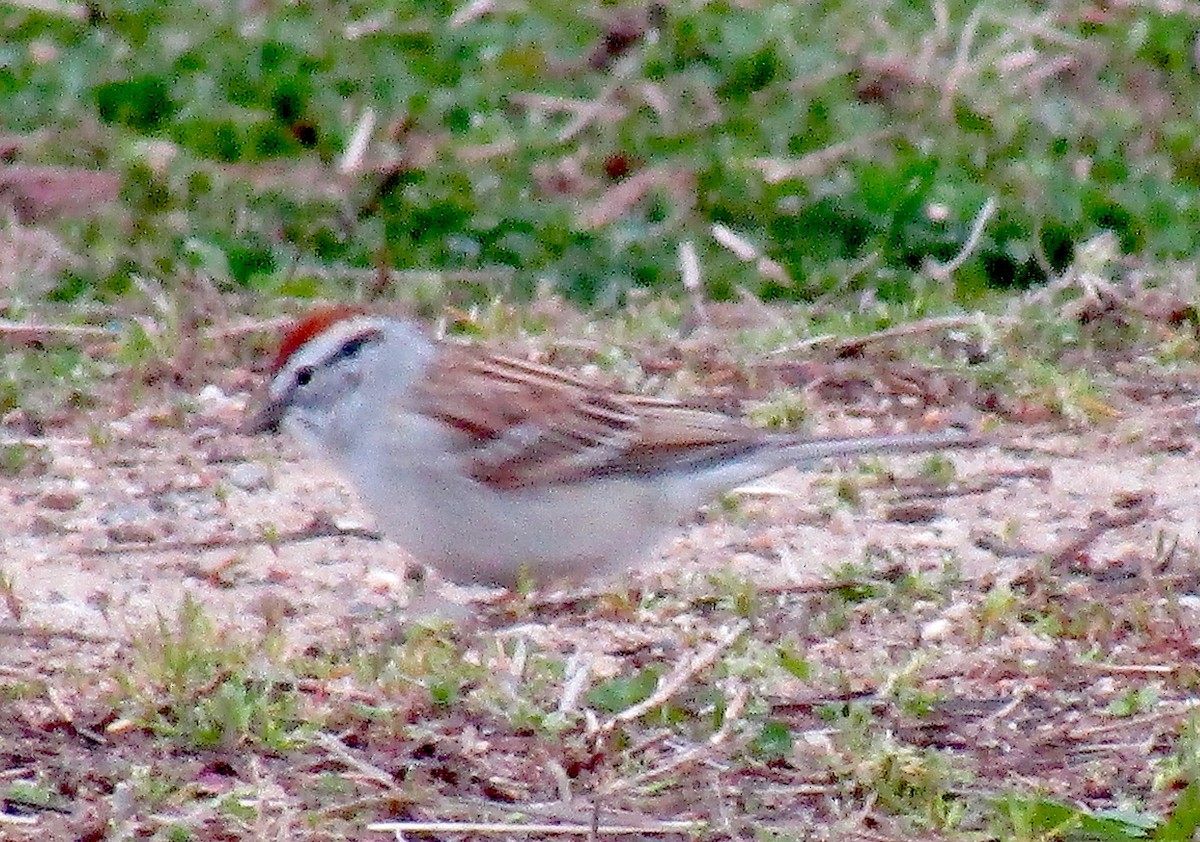 Chipping Sparrow - ML221984331