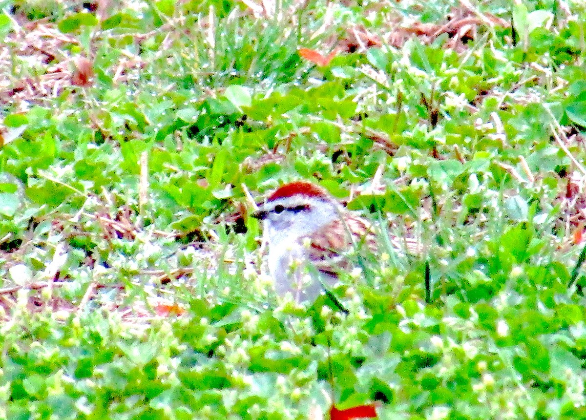 Chipping Sparrow - ML221984351