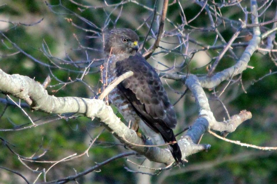 Broad-winged Hawk - ML22198491