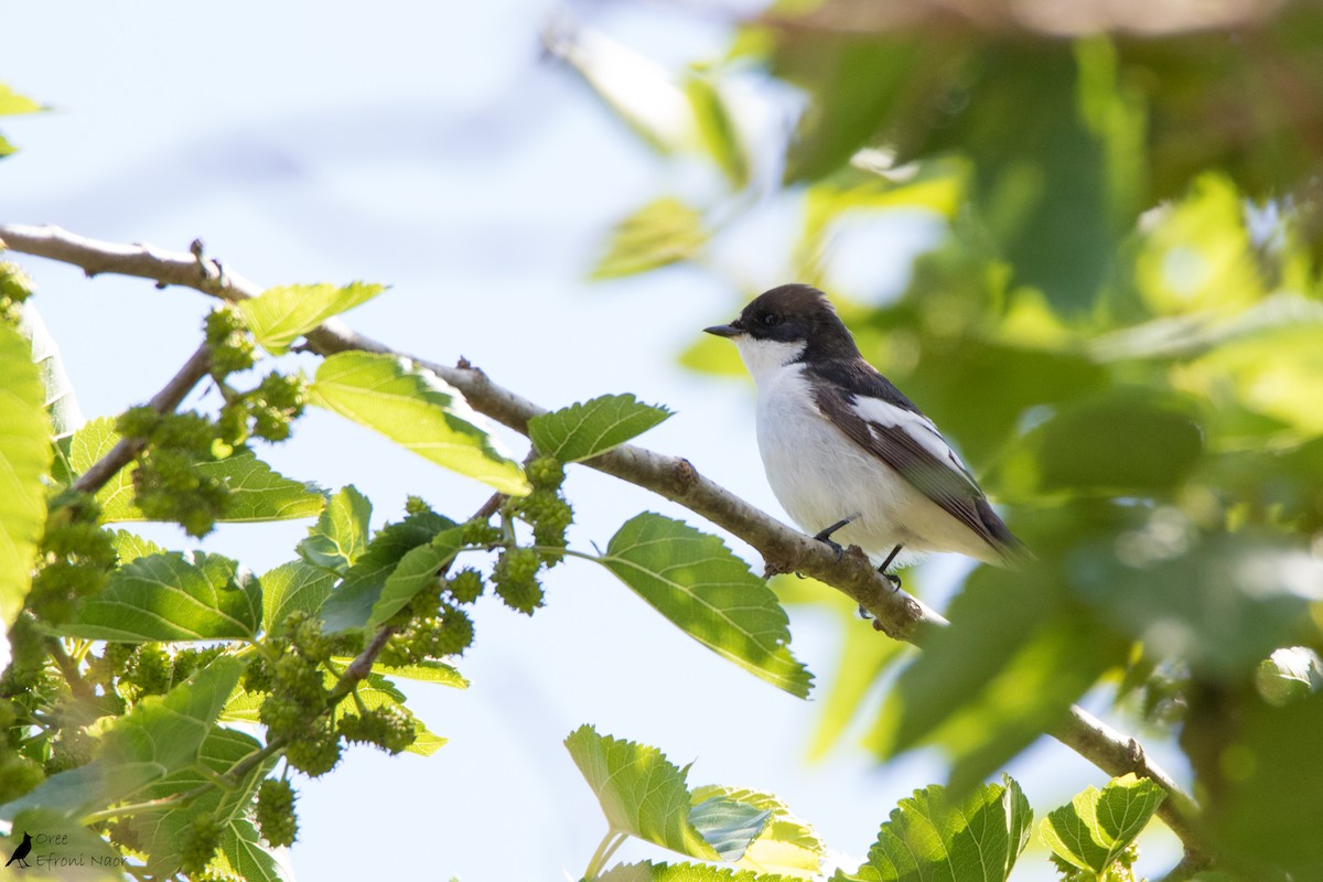 Алаг намнаа - ML221985331