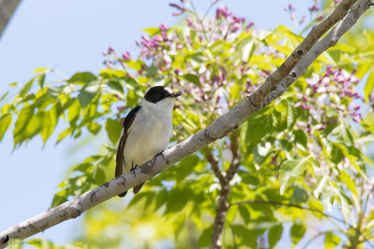 Collared Flycatcher - ML221985411