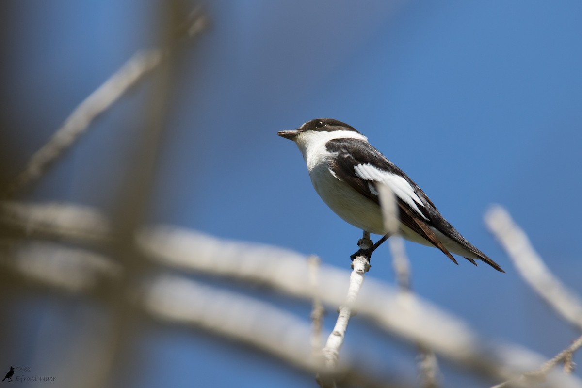 Collared Flycatcher - Oree Efroni Naor