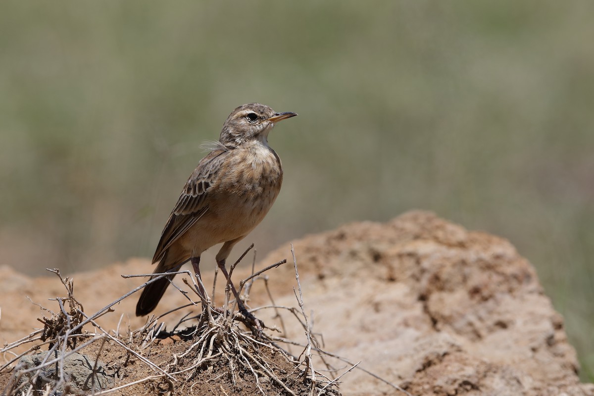 Plain-backed Pipit - ML221986471