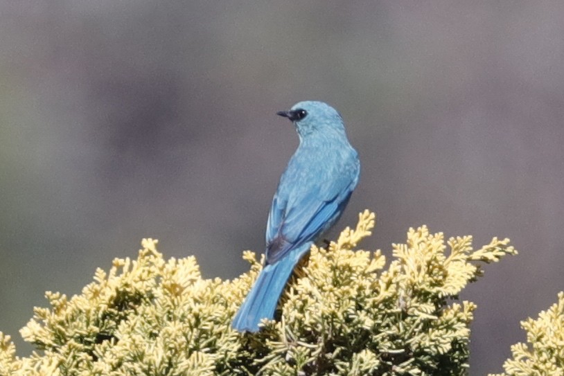 Verditer Flycatcher - ML221987051