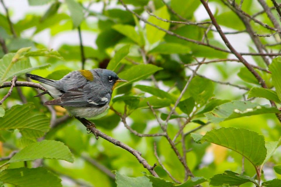 Northern Parula - ML22198771