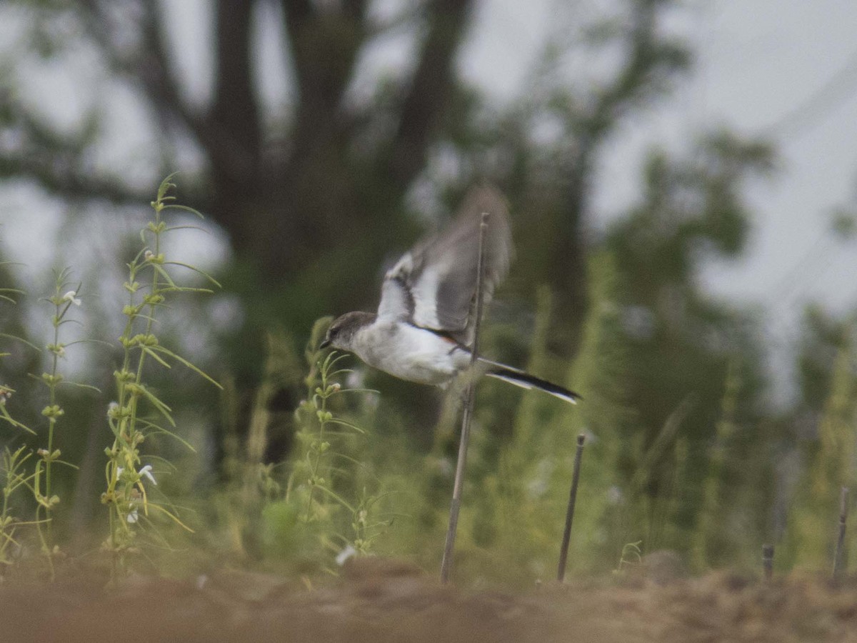 White-bellied Minivet - ML221988091